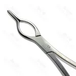 Cottle Walsham Septum Straightening Forceps 23 cm Ent Instruments